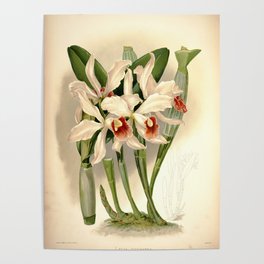 Vintage Orchid Print - Reichenbachia (1888) - Laelia euspatha Poster