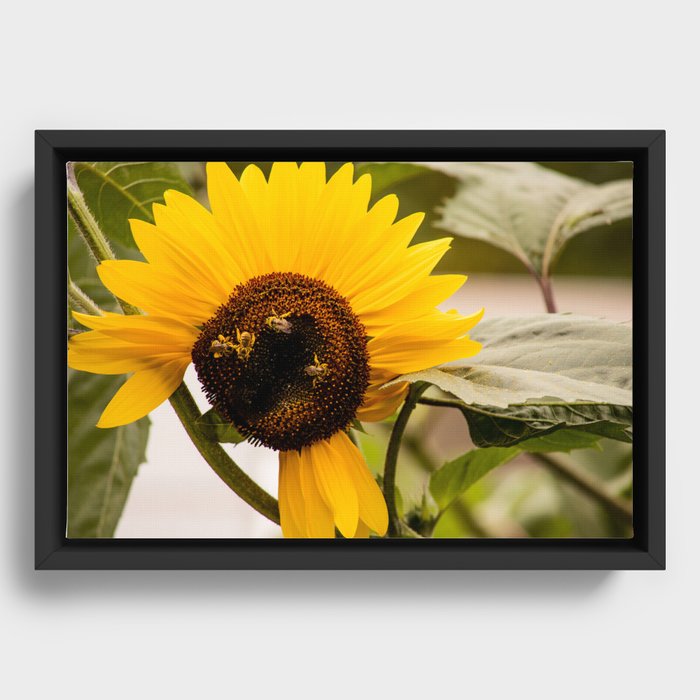 Sunflower and the bee quartet Framed Canvas