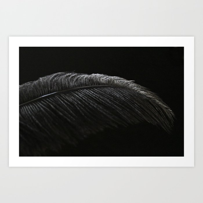 ostrich feather drawing