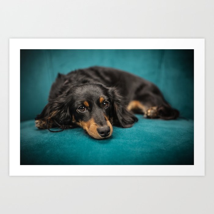 Dachshund Art Print