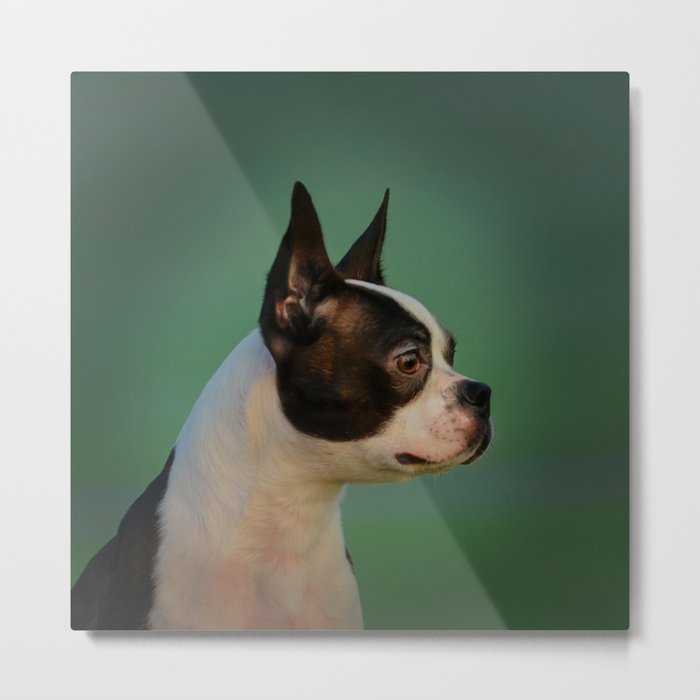 Boston Terrier dog Metal Print