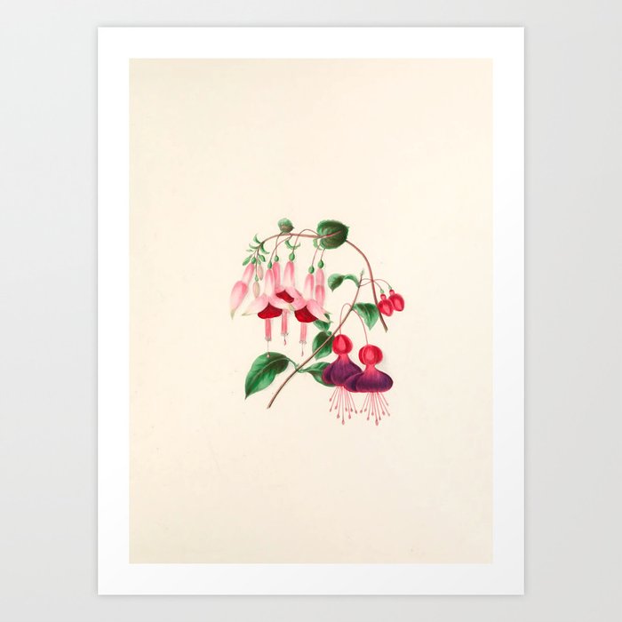  Fuchsia from "Floral Belles" by Clarissa Munger Badger, 1866 (benefitting The Nature Conservancy) Art Print