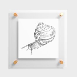 Snail Sketch Floating Acrylic Print