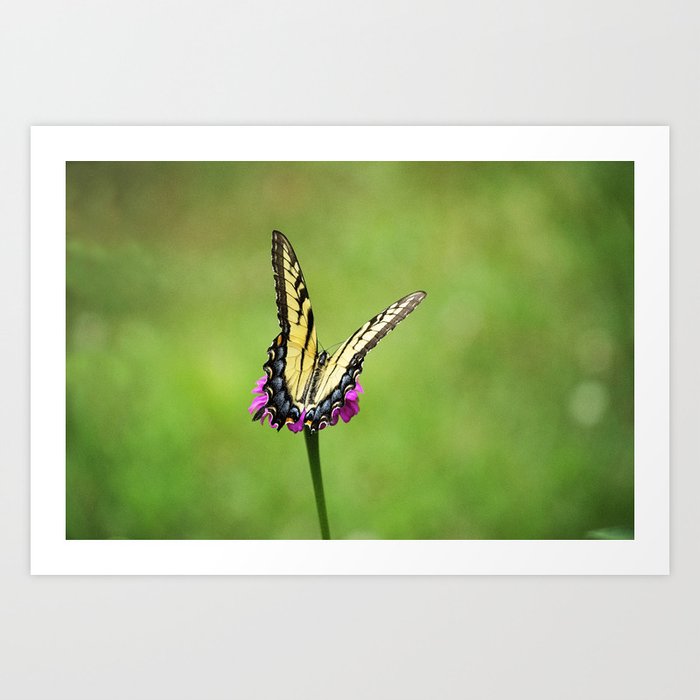 Eastern Tiger Swallowtail Butterfly Art Print