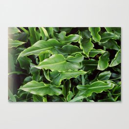 First of the roll foliage Canvas Print