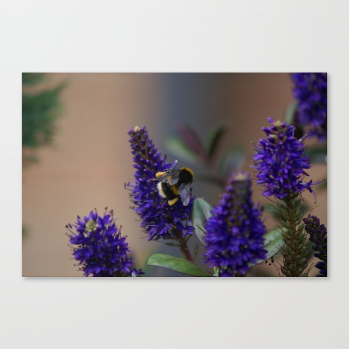 Bee Lavender - Bumble Bee in Garden Canvas Print