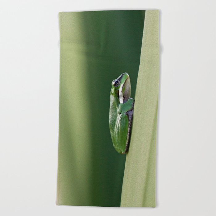 Dwarf Green Tree Frog Beach Towel