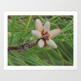 Baby pine cones Art Print