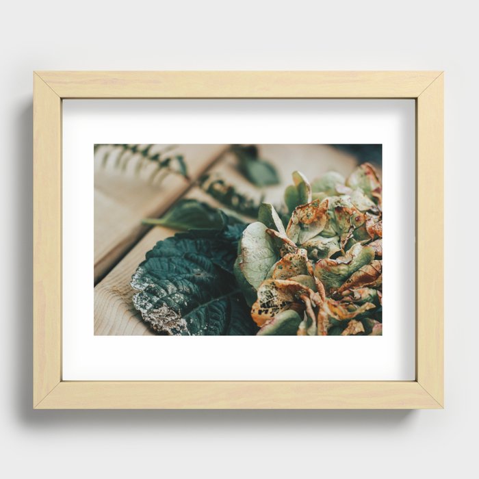 Decayed Hydrangea Recessed Framed Print