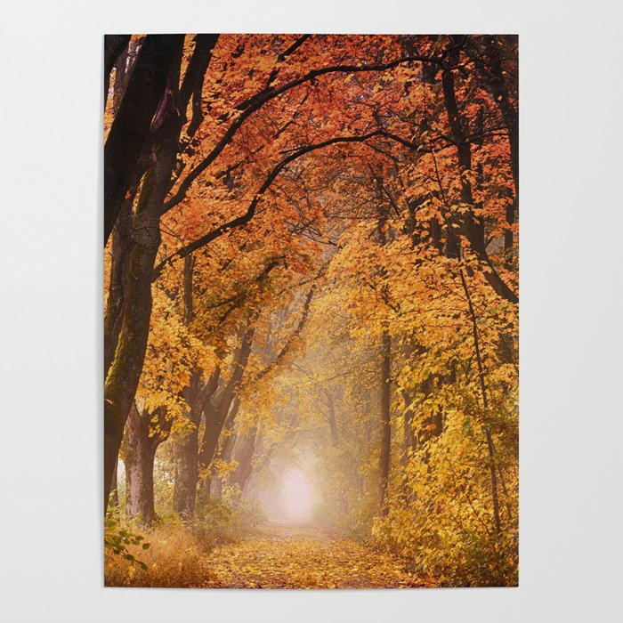 Autumn Fall Forest Path -  Nature Landscape Photography Poster