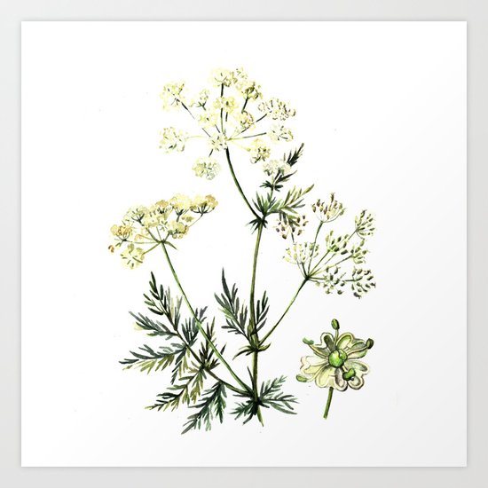 watercolor dill Art Print