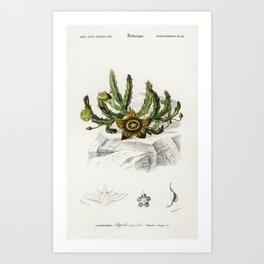 Carrion flower (Stapelia variegata) illustrated by Charles Dessalines D' Orbigny (1806-1876). Art Print | Nature, Smellyflower, Starfishplant, Flower, Brown, Plant, Garden, Carrion, Cactus, Toadplant 