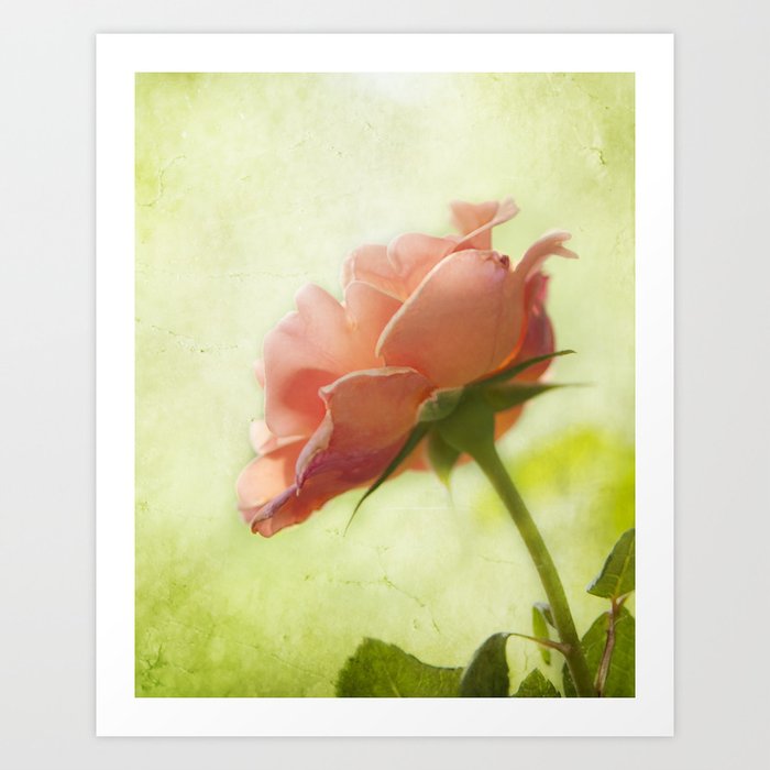 Vintage light pink rose Art Print