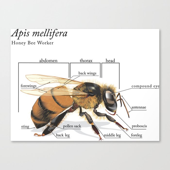 anatomy of a bee Canvas Print