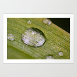 Crystal Flora Raindrops Art Print