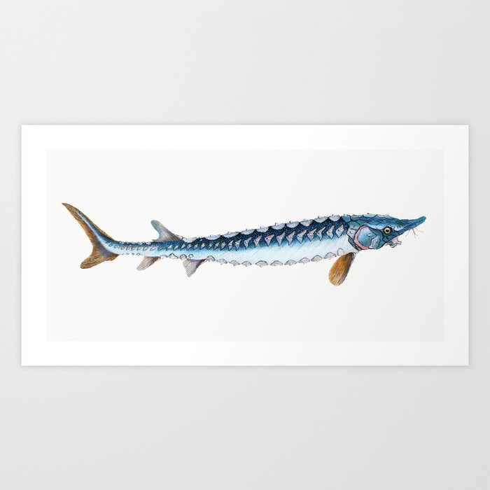 The European sea sturgeon (Acipenser sturio) illustration from The Natural History of British Fishes Art Print