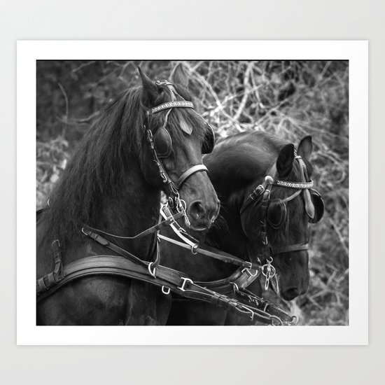 Friesian horses Art Print
