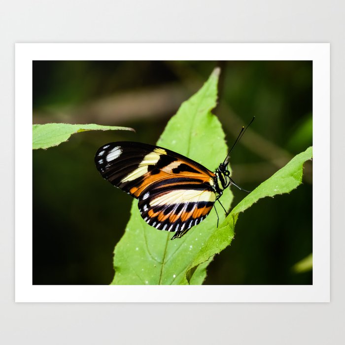 Orange butterfly perched on a green leaf Art Print