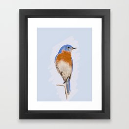 Eastern Bluebird  Framed Art Print