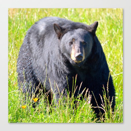 Alaskan Black Bear II Canvas Print