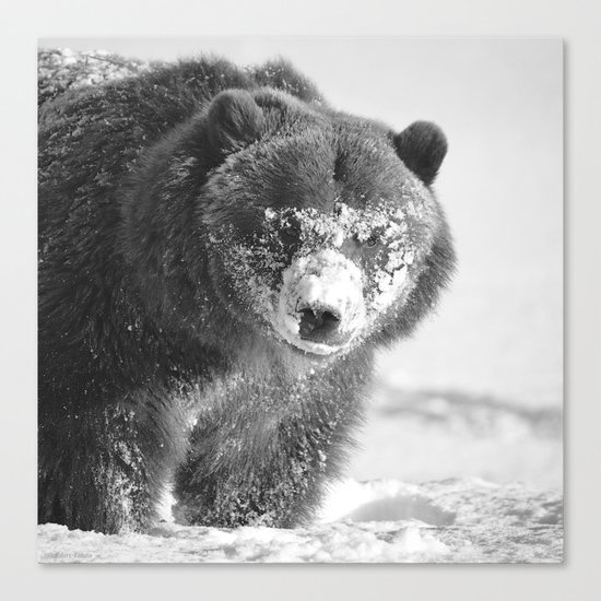 Alaskan Grizzly Bear in Snow, B & W - 3 Canvas Print