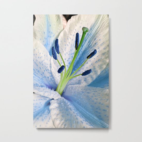 Blue Lily Macro Metal Print