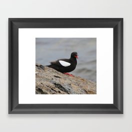 Black Guillemots Framed Art Print