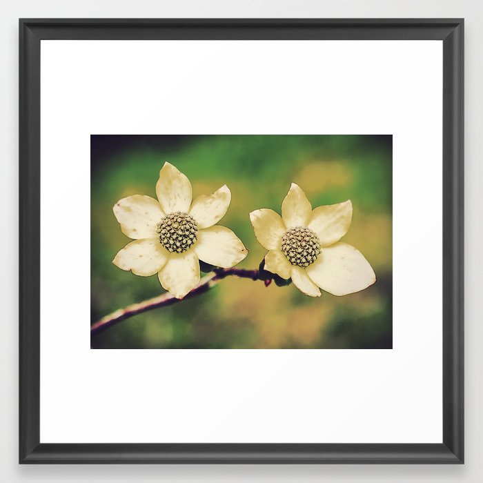 Dogwood Blossoms Framed Art Print