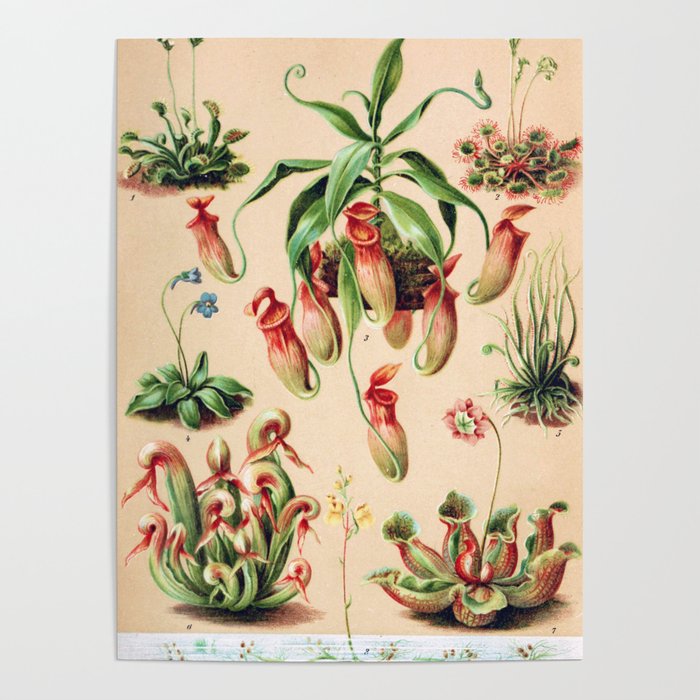 Carnivorous plants from 1898 Poster