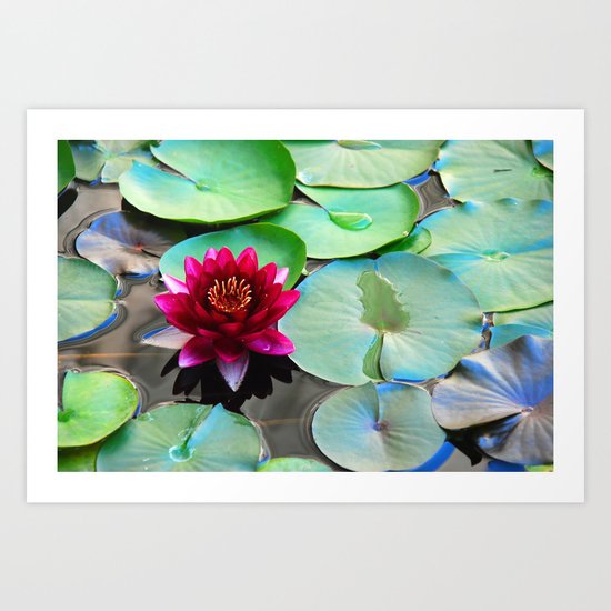 Red water lily Art Print