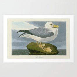 Fulmar Petrel - John James Audubon Birds of America Art Print