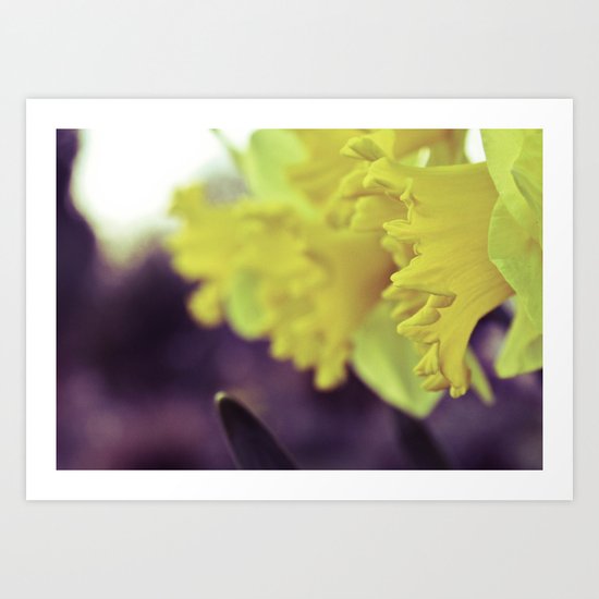 Daffs Art Print