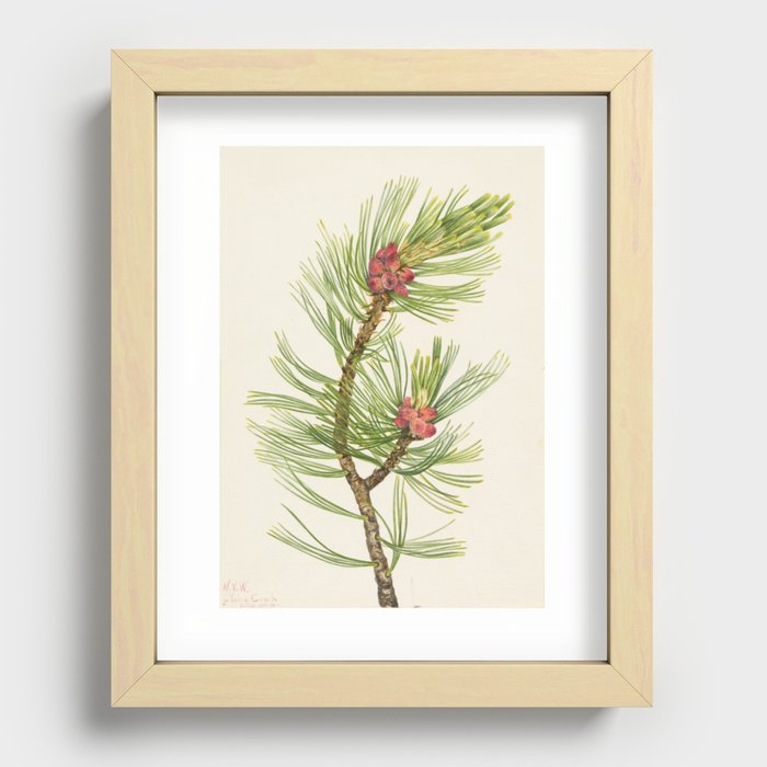 Whitebark Pine (Pinus albicaulis) Recessed Framed Print