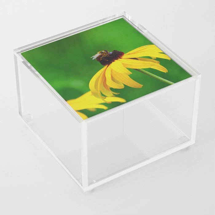 Honey Bee on Yellow Flower | Nature Photography Acrylic Box