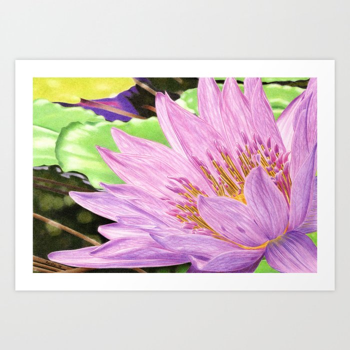 Purple Water Lily Art Print