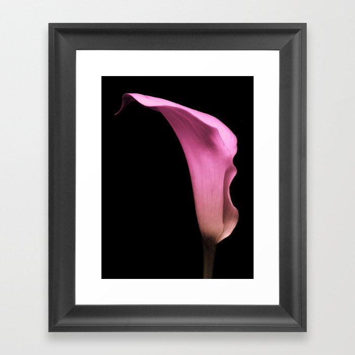 Pink Calla Lily Framed Art Print