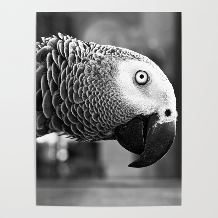 Pretty Bird Poster