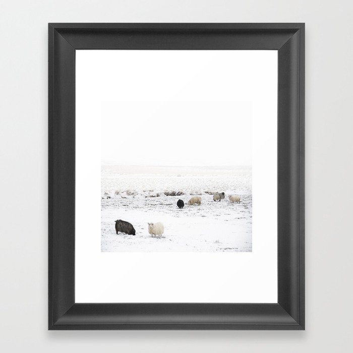 Icelandic Sheep IIII Framed Art Print