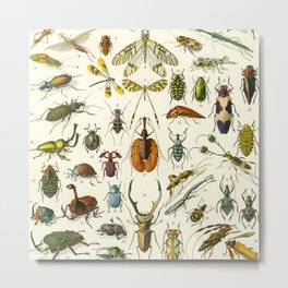 Bugs  Metal Print
