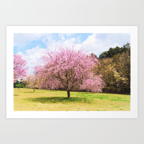Beautiful cherry blossoms Art Print