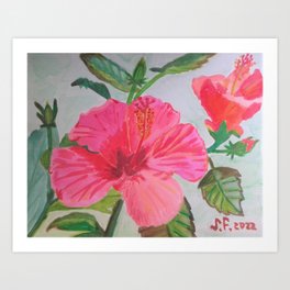 Cuban Hibiscus Art Print