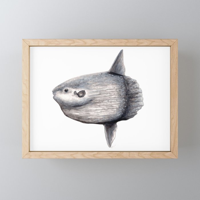 Ocean Sunfish (Mola mola) Framed Mini Art Print