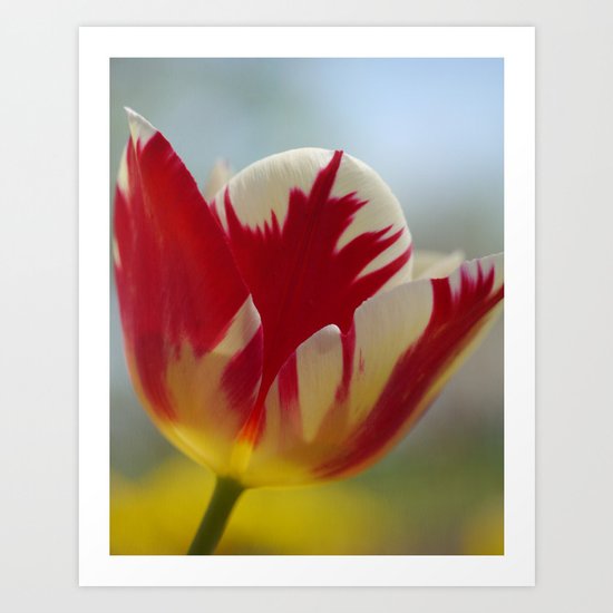 Multi-Color Tulip for a Mom Art Print