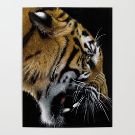 A Beautiful Roaring Tiger - Colored Pencil Drawing Poster