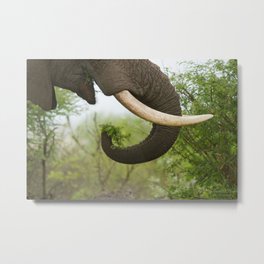 Eat Your Greens Metal Print | Elephant, Africa, Pachyderm, Eating, Nature, Big5, Animal, Color, Digital, Safari 