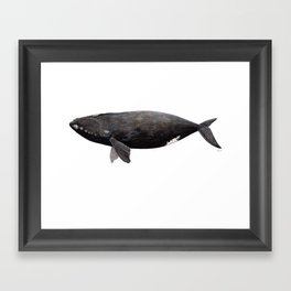 Northern right whale (Eubalaena glacialis) Framed Art Print