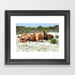 Wild Ponies of Assateague Having a Rest Framed Art Print
