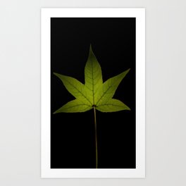 Liquidambar leaf, a portrait Art Print