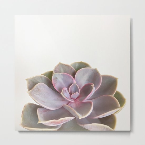 Purple Succulent Metal Print