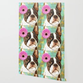 The Blushing Bride - Cute Boston Terrier Dog Art Wallpaper